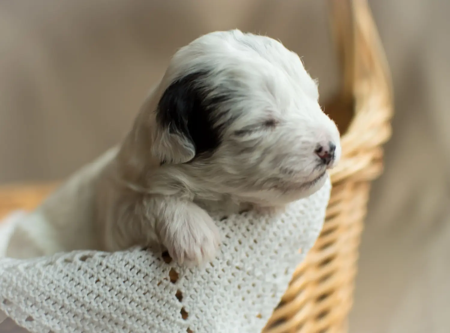 Buying a Yorkipoo puppy means taking responsibility! Buy Yorkipoo puppies.