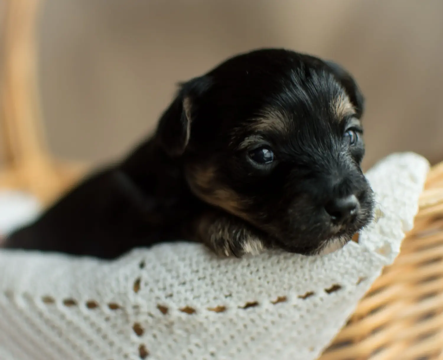 Buying a Yorkipoo puppy means taking responsibility! Buy Yorkipoo puppies.