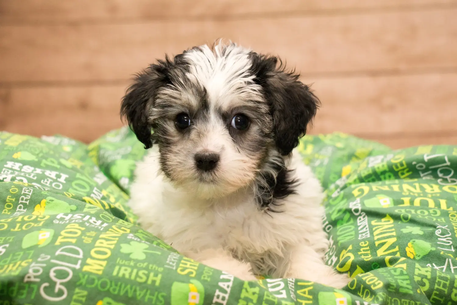 Buying a Yorkipoo puppy means taking responsibility! Buy Yorkipoo puppies.