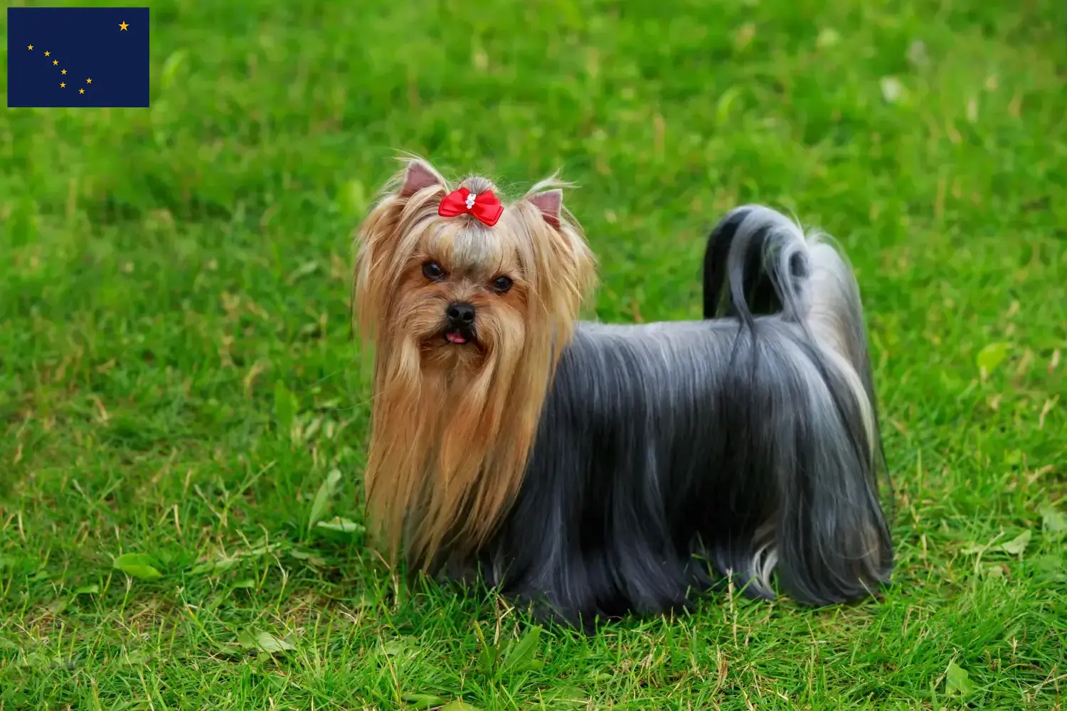 Yorkshire Terrier puppies and breeder Alaska Find Yorkshire Terrier breeders in Alaska.