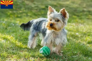Read more about the article Yorkshire Terrier breeders and puppies in Arizona