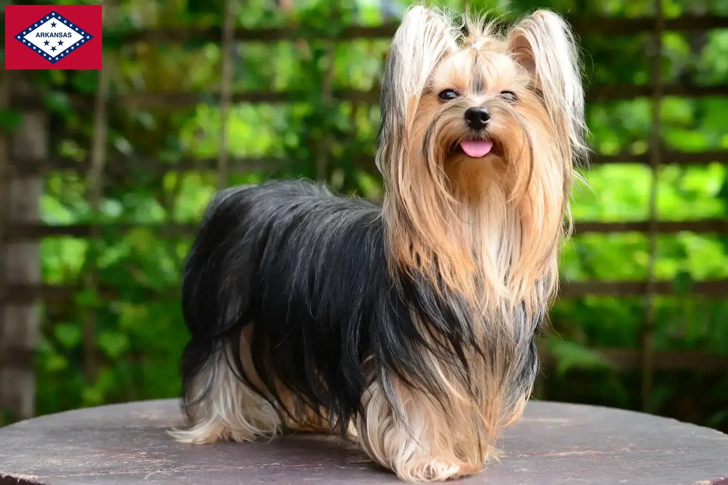 Yorkshire Terrier puppies and breeders Arkansas Find Yorkshire Terrier breeders in Arkansas here.