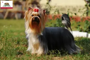 Read more about the article Yorkshire Terrier breeders and puppies in California