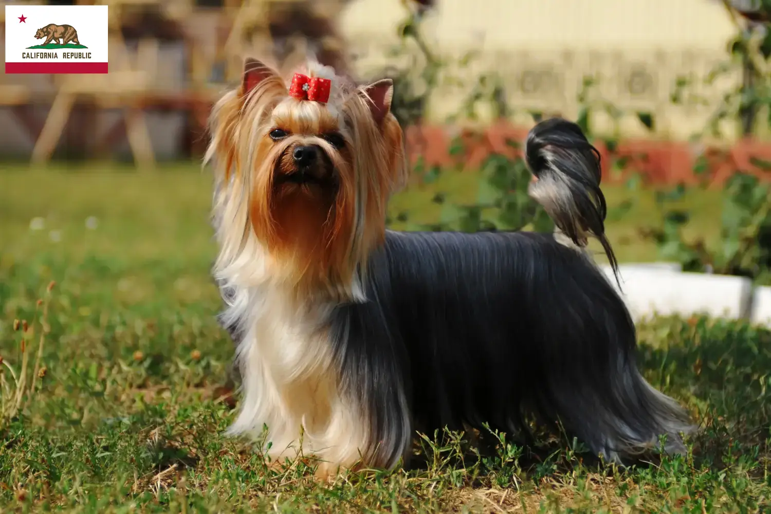 Yorkshire Terrier puppies and breeder California Find Yorkshire Terrier breeders in California here.