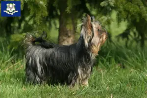 Read more about the article Yorkshire Terrier breeders and puppies in Connecticut