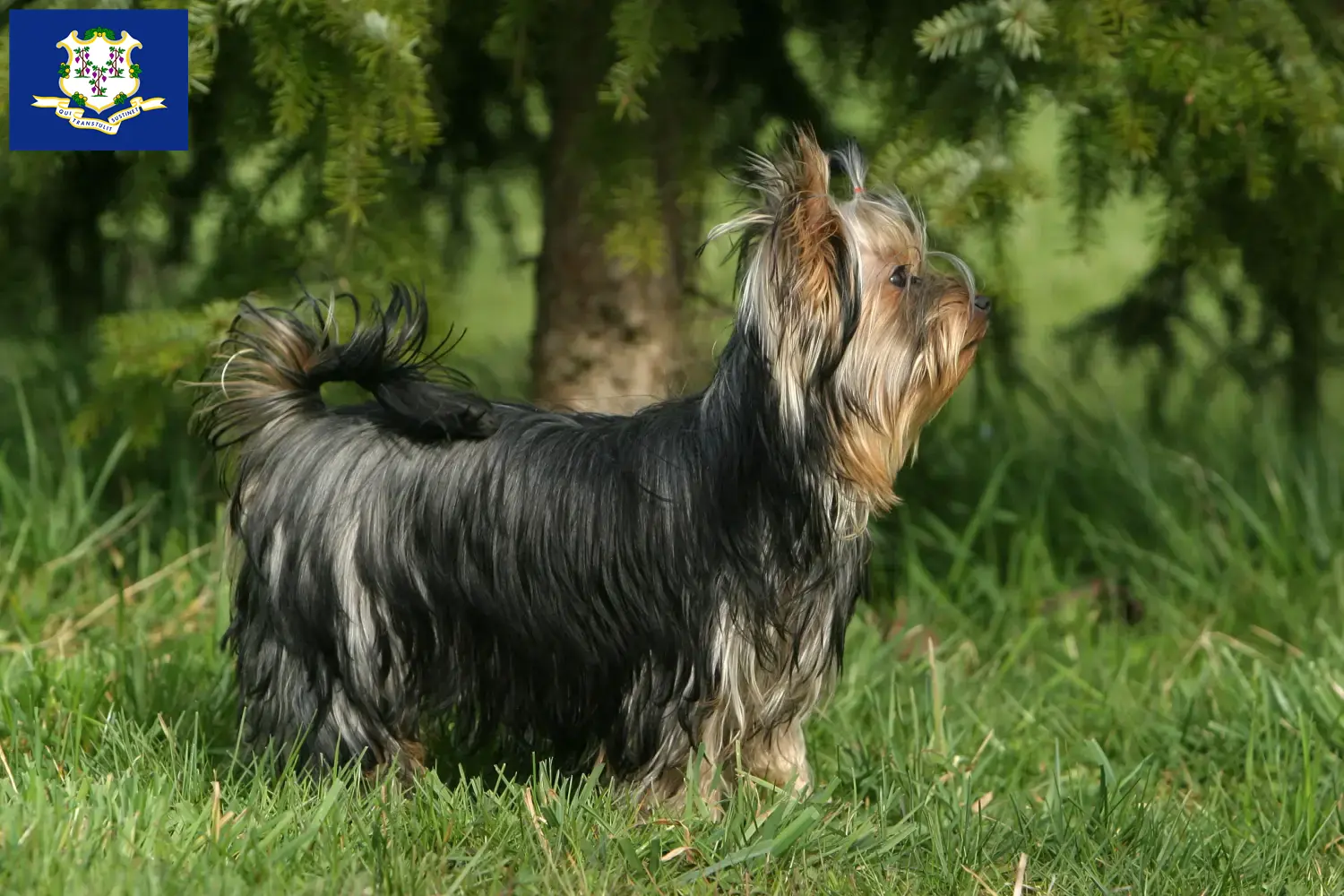 Yorkshire Terrier puppies and breeders Connecticut Find Yorkshire Terrier breeders in Connecticut.