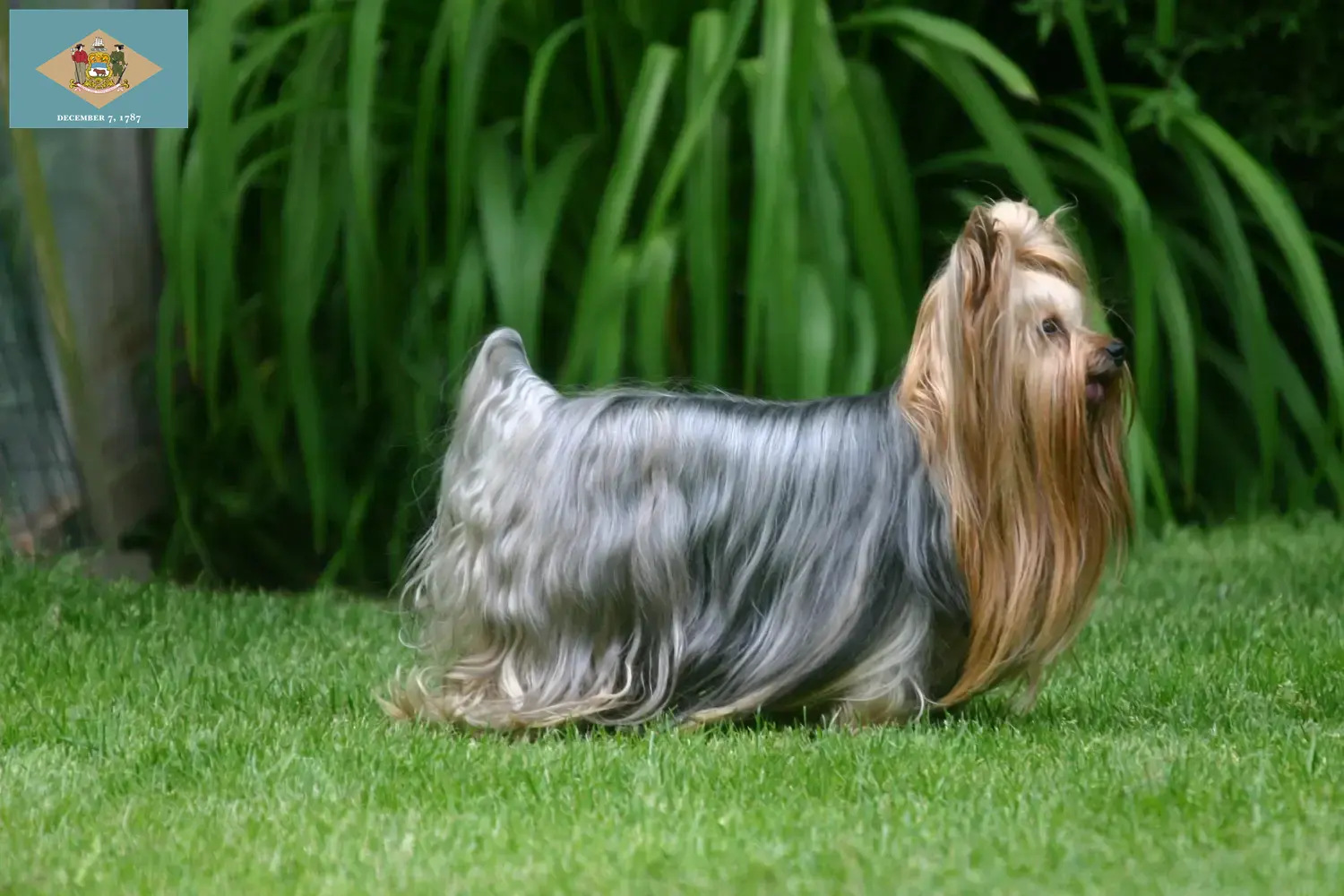 Yorkshire Terrier puppies and breeder Delaware Find Yorkshire Terrier breeders in Delaware here.