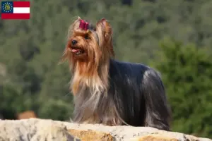 Read more about the article Yorkshire Terrier breeders and puppies in Georgia