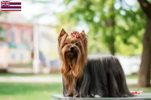 Read more about the article Yorkshire Terrier breeders and puppies in Hawaii