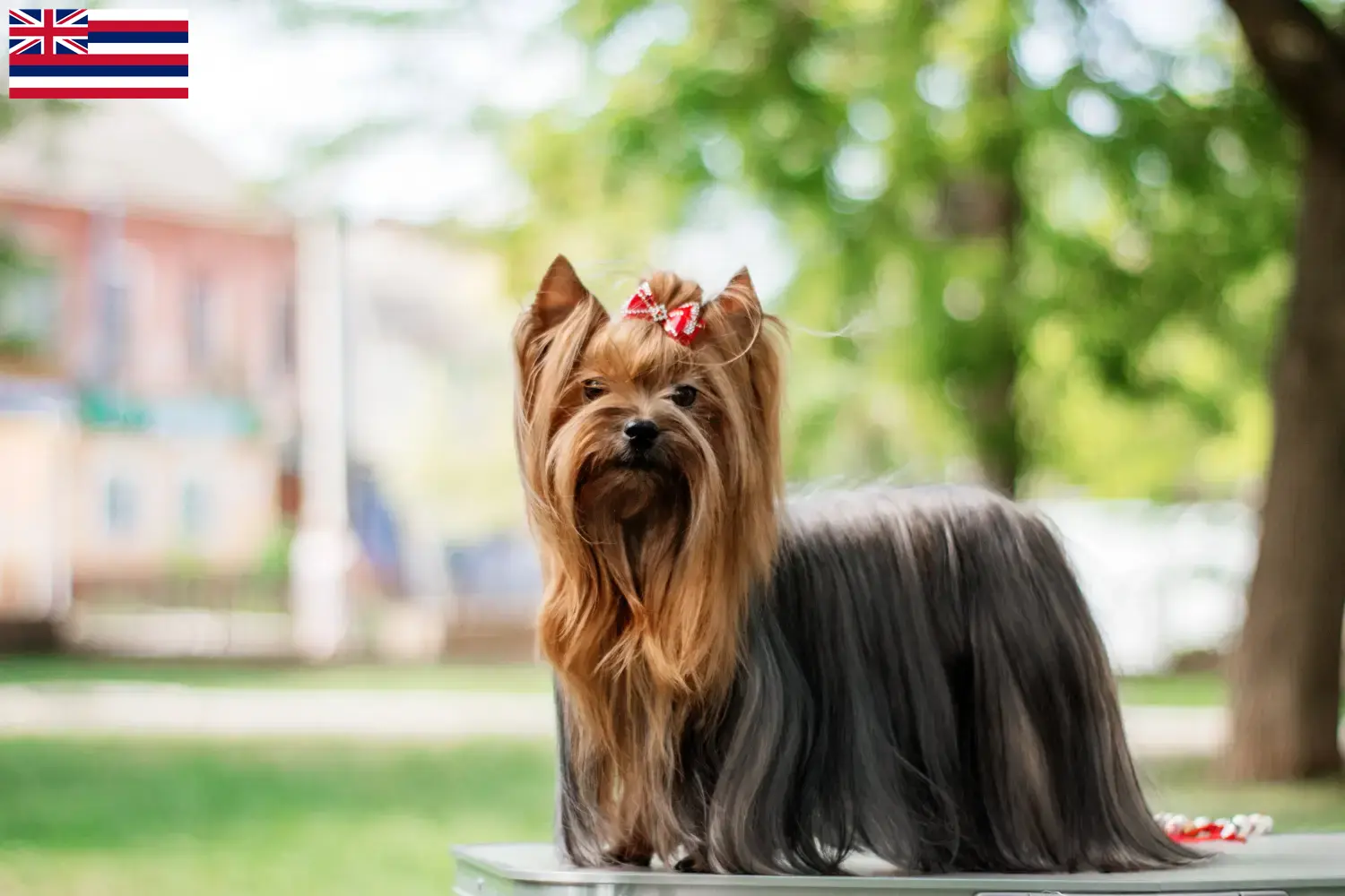 Yorkshire Terrier puppies and breeder Hawaii Find Yorkshire Terrier breeders in Hawaii here.