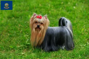Read more about the article Yorkshire Terrier breeders and puppies in Idaho