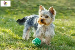 Read more about the article Yorkshire Terrier breeders and puppies in Illinois