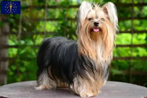 Read more about the article Yorkshire Terrier breeders and puppies in Indiana