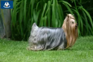 Read more about the article Yorkshire Terrier breeders and puppies in Louisiana