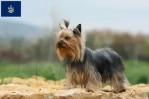 Read more about the article Yorkshire Terrier breeders and puppies in Maine