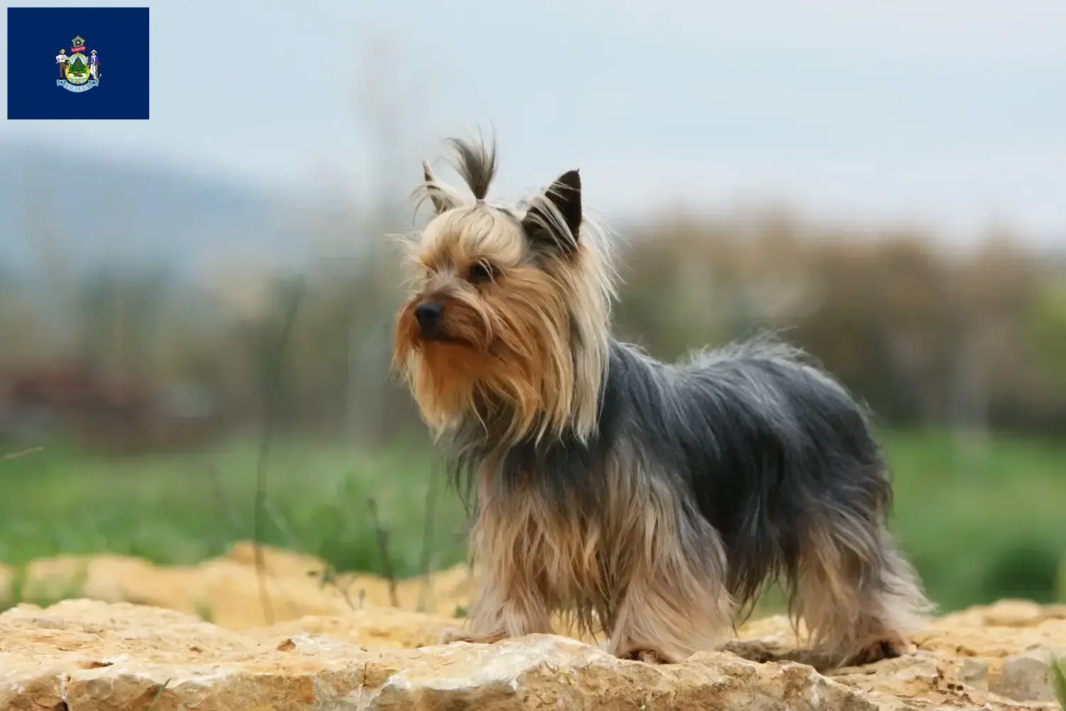 Yorkshire Terrier puppies and breeder Maine Find Yorkshire Terrier breeders in Maine here.
