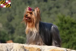 Read more about the article Yorkshire Terrier breeders and puppies in Maryland