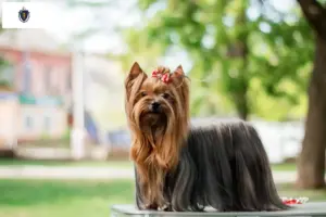 Read more about the article Yorkshire Terrier Breeders and Puppies in Massachusetts
