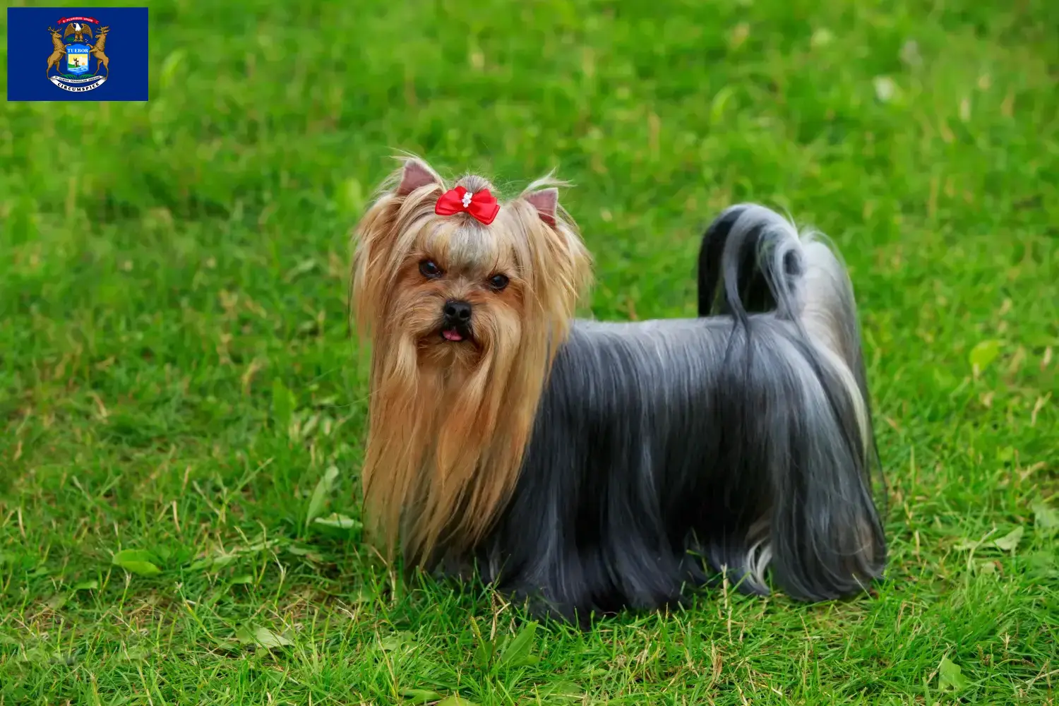 Yorkshire Terrier puppies and breeders Michigan Find Yorkshire Terrier breeders in Michigan.