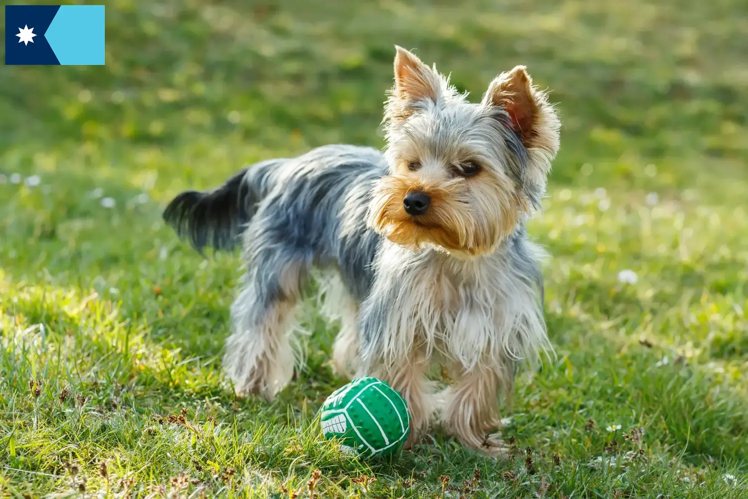 Yorkshire Terrier puppies and breeders Minnesota Find Yorkshire Terrier breeders in Minnesota.