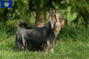 Read more about the article Yorkshire Terrier breeders and puppies in Nebraska