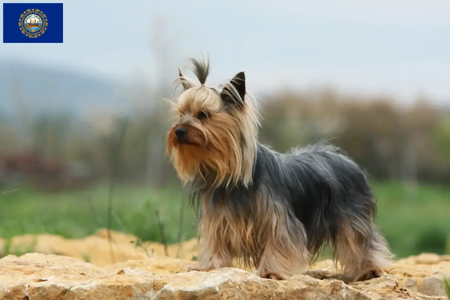Yorkshire Terrier puppies and breeders New Hampshire Find Yorkshire Terrier breeders in New Hampshire.