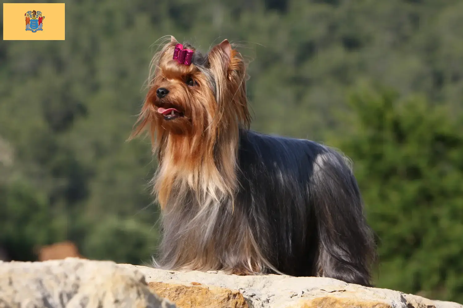 Yorkshire Terrier puppies and breeders New Jersey Find Yorkshire Terrier breeders in New Jersey.
