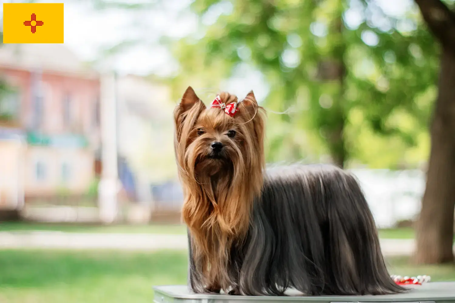 Yorkshire Terrier puppies and breeders New Mexico Find Yorkshire Terrier breeders in New Mexico.