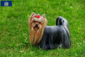 Read more about the article Yorkshire Terrier Breeder and Puppies in New York