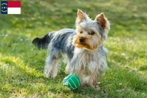 Read more about the article Yorkshire Terrier breeders and puppies in North Carolina