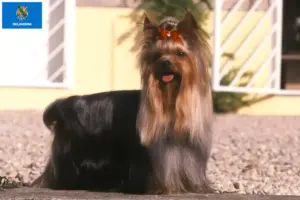 Read more about the article Yorkshire Terrier breeders and puppies in Oklahoma