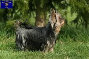 Read more about the article Yorkshire Terrier breeders and puppies in Oregon