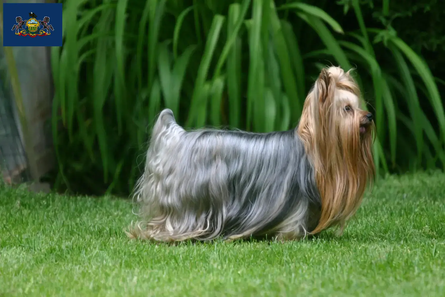 Yorkshire Terrier puppies and breeders Pennsylvania Find Yorkshire Terrier breeders in Pennsylvania.