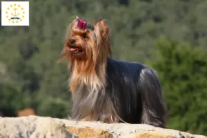 Read more about the article Yorkshire Terrier breeders and puppies in Rhode Island