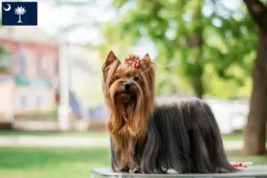 Read more about the article Yorkshire Terrier breeders and puppies in South Carolina