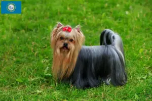Read more about the article Yorkshire Terrier breeders and puppies in South Dakota