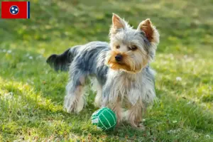 Read more about the article Yorkshire Terrier breeders and puppies in Tennessee