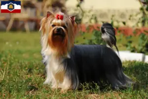 Read more about the article Yorkshire Terrier breeders and puppies in Utah