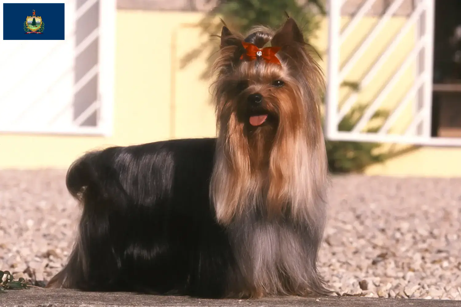 Yorkshire Terrier puppies and breeders Vermont Find Yorkshire Terrier breeders in Vermont.
