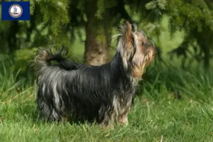 Read more about the article Yorkshire Terrier breeders and puppies in Virginia