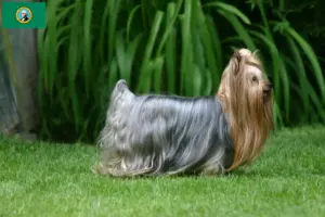 Read more about the article Yorkshire Terrier breeders and puppies in Washington