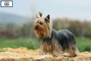 Read more about the article Yorkshire Terrier breeders and puppies in West Virginia