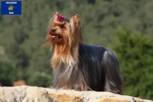 Read more about the article Yorkshire Terrier breeders and puppies in Wisconsin
