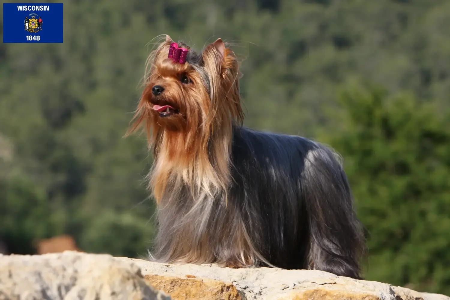 Yorkshire Terrier puppies and breeders Wisconsin Find Yorkshire Terrier breeders in Wisconsin.