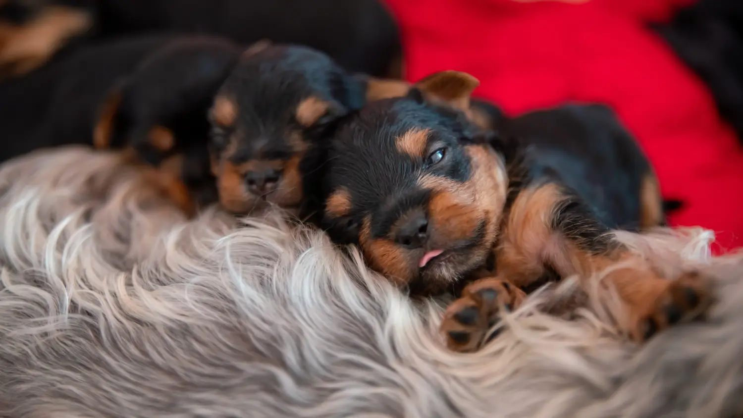 Buying a Yorkshire Terrier puppy means taking responsibility! Buy Yorkshire Terrier puppies.