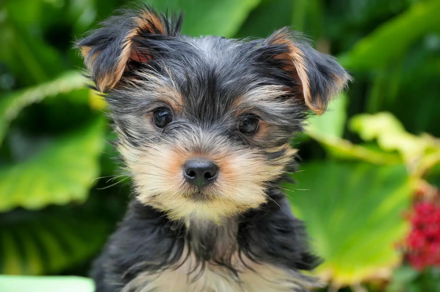 Buying a Yorkshire Terrier puppy means taking responsibility! Buy Yorkshire Terrier puppies.