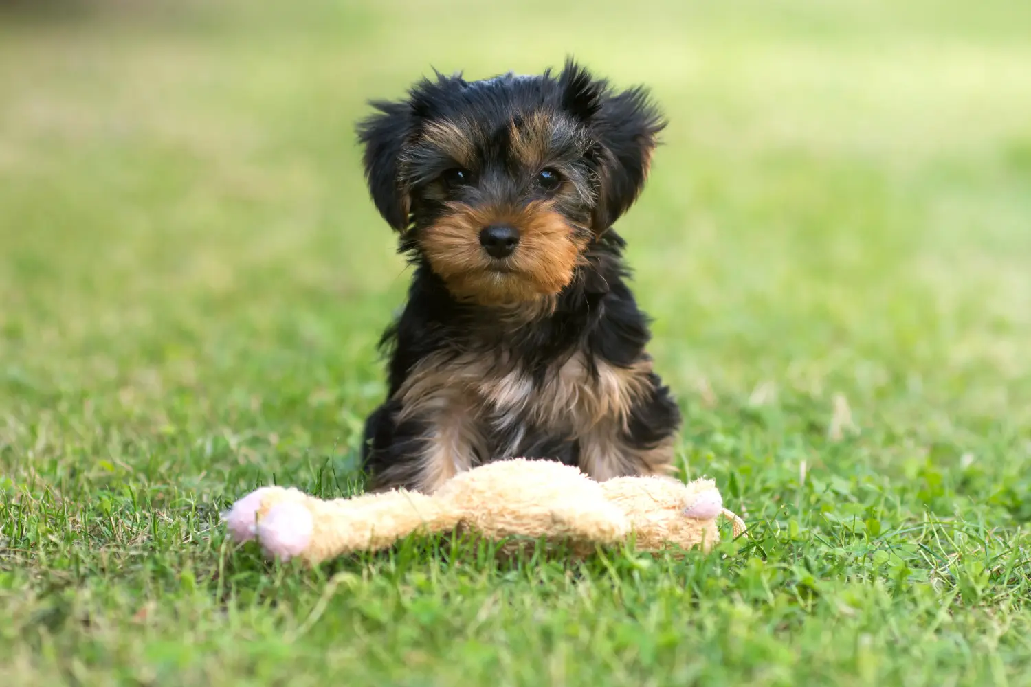 Buying a Yorkshire Terrier puppy means taking responsibility! Buy Yorkshire Terrier puppies.