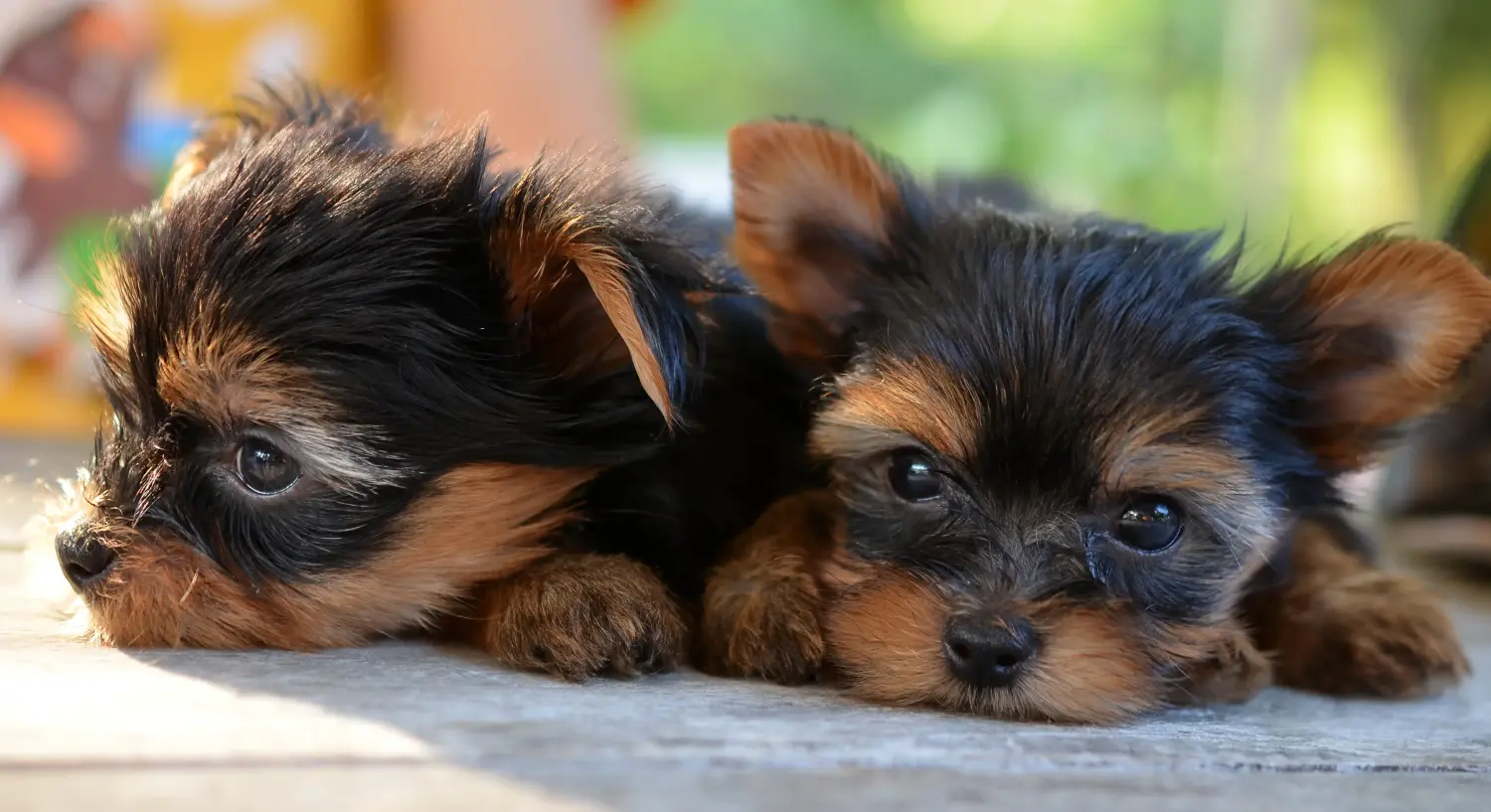 Buying a Yorkshire Terrier puppy means taking responsibility! Buy Yorkshire Terrier puppies.