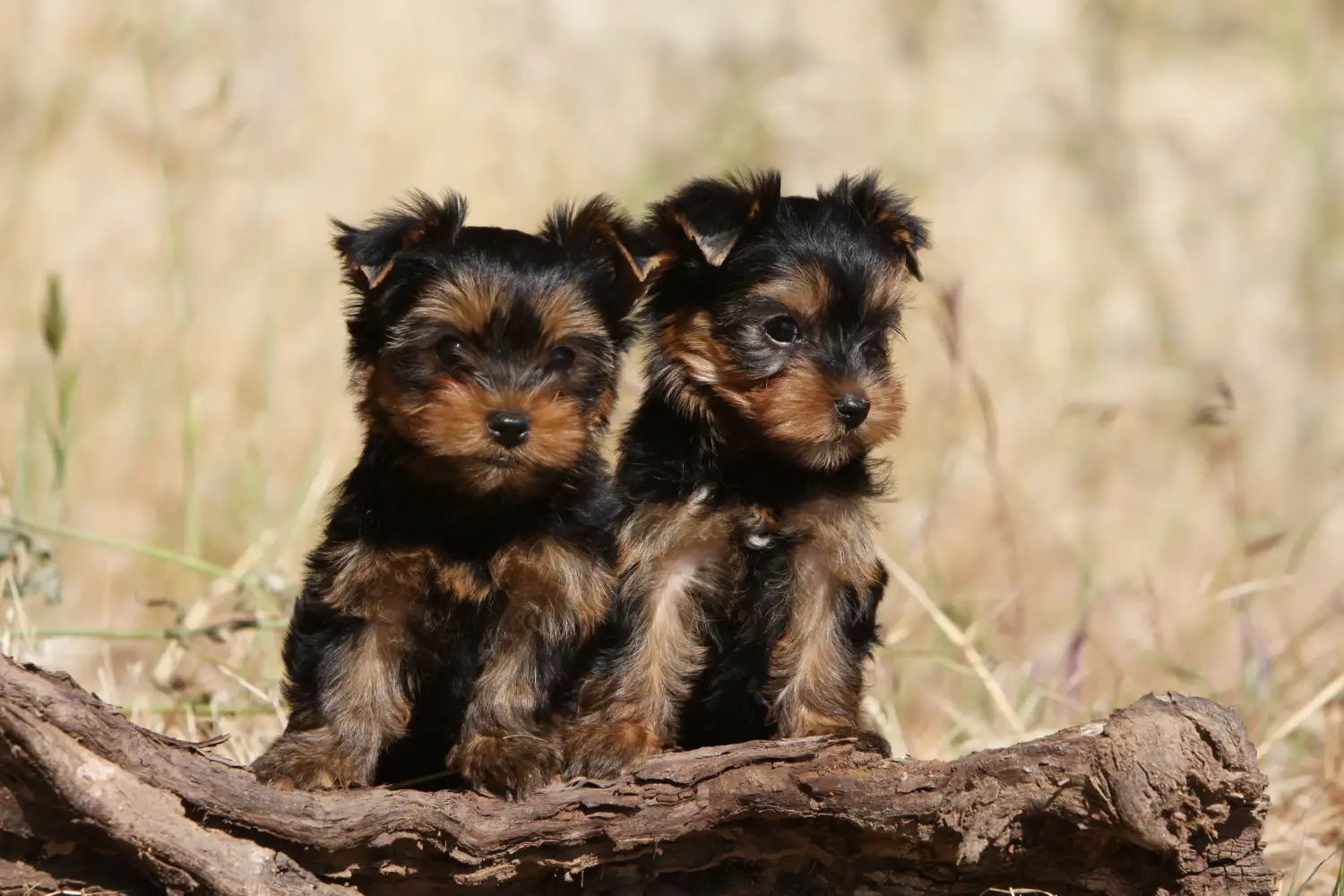 Buying a Yorkshire Terrier puppy means taking responsibility! Buy Yorkshire Terrier puppies.