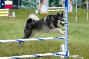Read more about the article Alaskan Clover Kai Breeder and Puppies in Texas